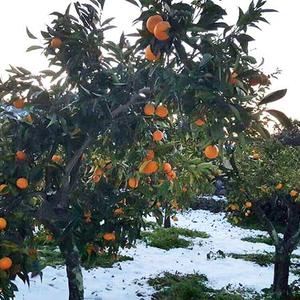 Impressionen Gelato - Orangen